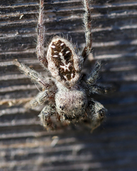 Phidippus texanus