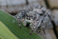 Phidippus texanus