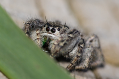 Phidippus texanus