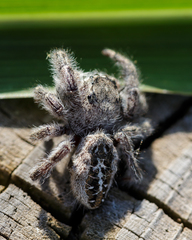 Phidippus texanus