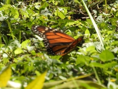 Danaus plexippus
