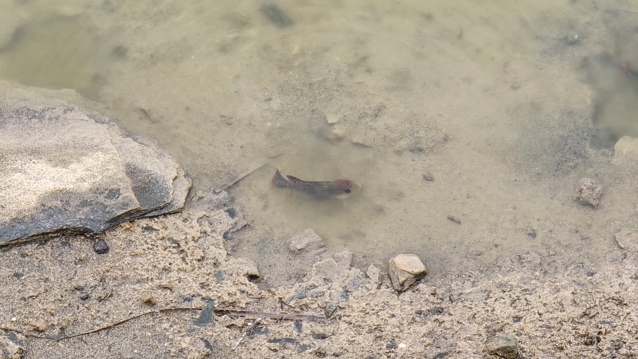 Tilapia mosambica