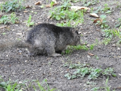 Otospermophilus variegatus
