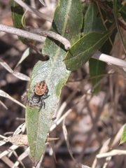 Phidippus adumbratus