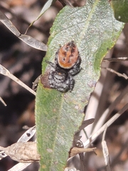 Phidippus adumbratus