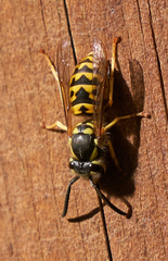 Vespula germanica
