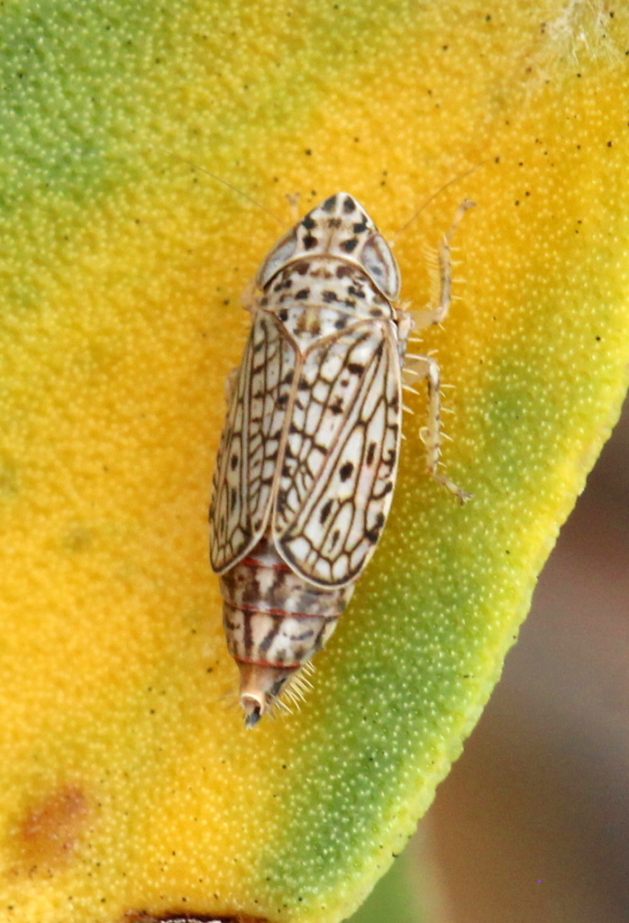 Pravistylus