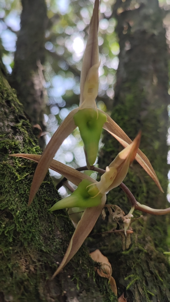 Catasetum callosum