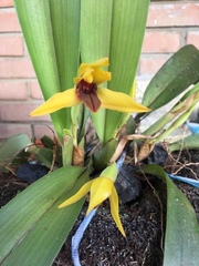 Maxillaria praestans