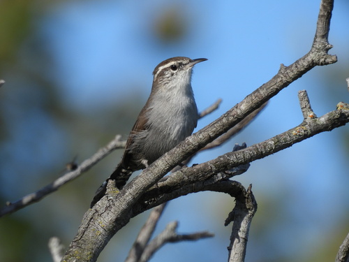 iNaturalist observation photo of Bewick's Wren