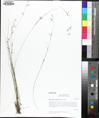 Rare-flowered beaksedge (Rhynchospora rariflora)