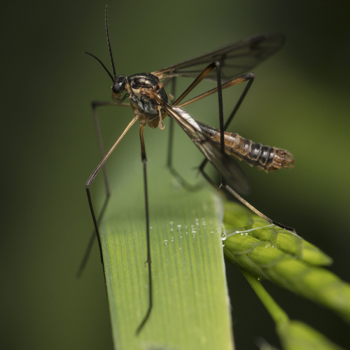 white-legged cranefly, photo 2 of 7