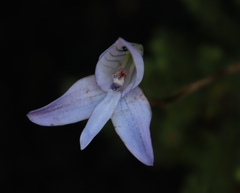 Disa maculata
