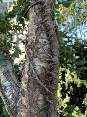 Ficus pumila