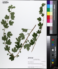 Ribes curvatum, photograph author not stated, no rights reserved