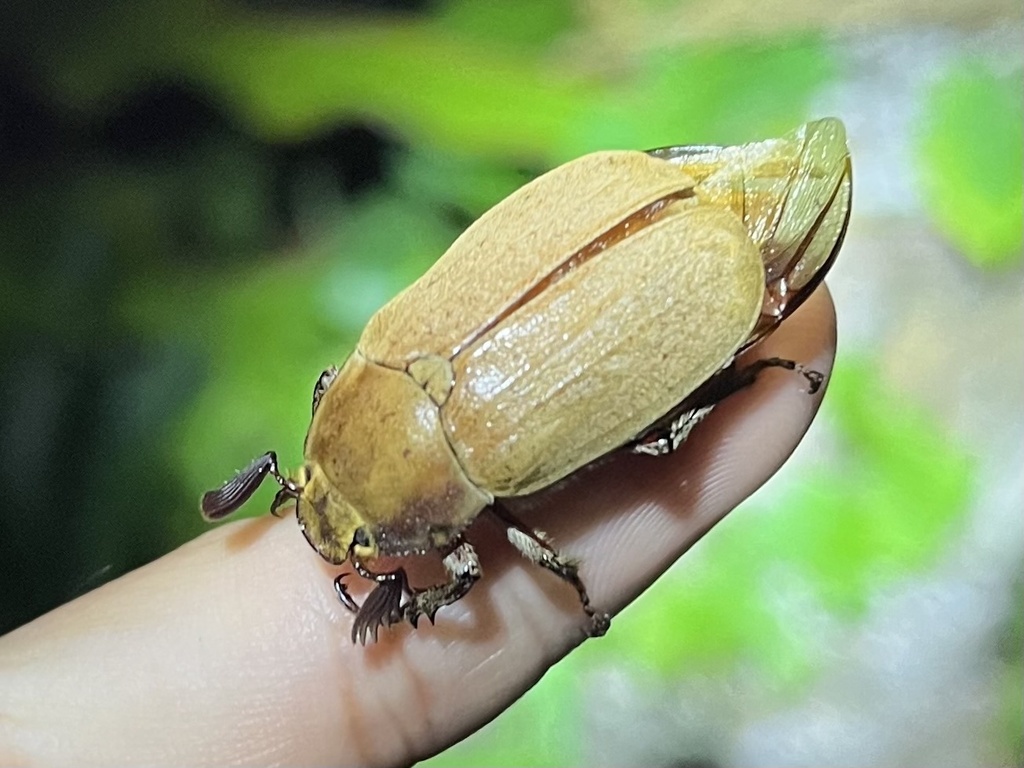 Melolontha tamina