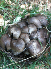 Tricholoma pardinum