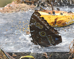 Morpho helenor macrophthalmus