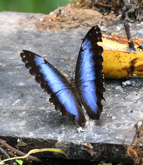Morpho helenor macrophthalmus