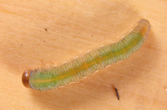 Allantus calceatus