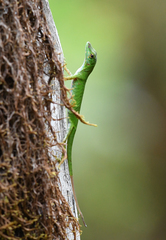Anolis gemmosus