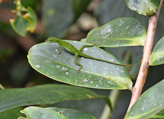 Anolis gemmosus