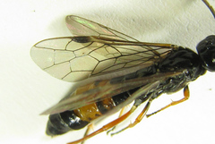 Allantus calceatus