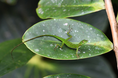 Anolis gemmosus