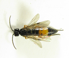 Allantus calceatus