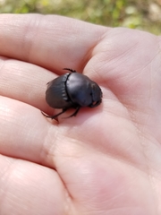 Phanaeus texensis