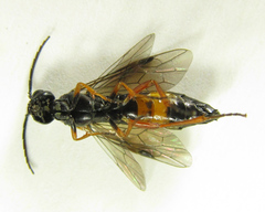 Allantus calceatus