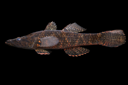 Crazy fish (Butis butis) — Eleotridae — 2