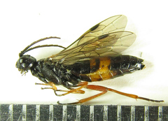 Allantus calceatus