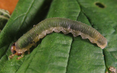 Allantus calceatus