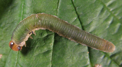 Allantus calceatus