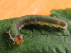 Allantus calceatus