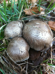Tricholoma pardinum
