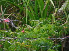 Xanthotis macleayanus