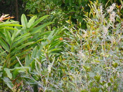 Xanthotis macleayanus