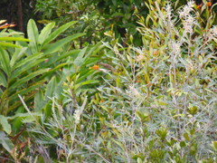 Xanthotis macleayanus