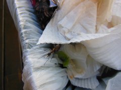 Camponotus confusus