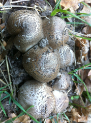 Tricholoma pardinum