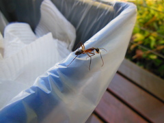 Camponotus confusus