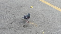 Columba livia