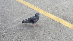 Columba livia