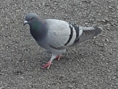 Columba livia