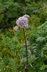 Valeriana turkestanica
