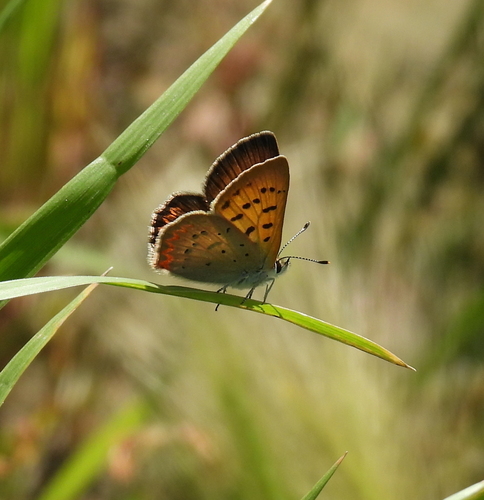 Purplish Copper