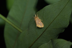 Euproctis quadrangularis