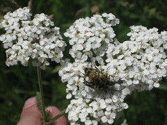 Etorofus obliteratus